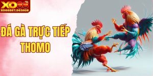 Đá Gà Trực Tiếp